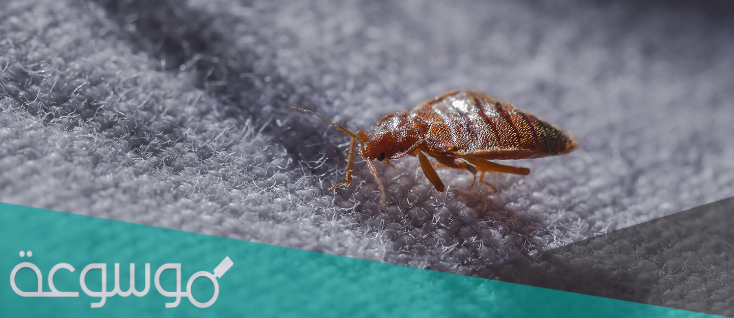 كيف نتخلص من الحشرات في فصل الصيف 