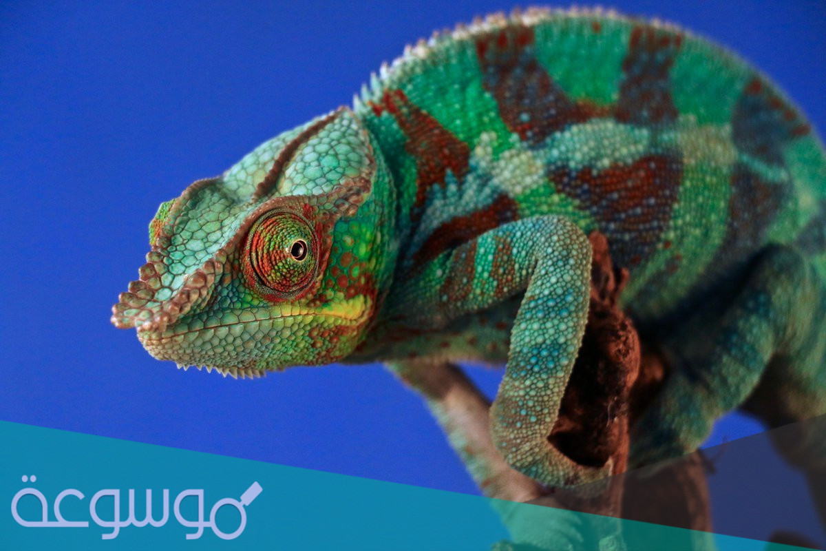 كيف يختلف جلد كل من البرمائيات والزواحف