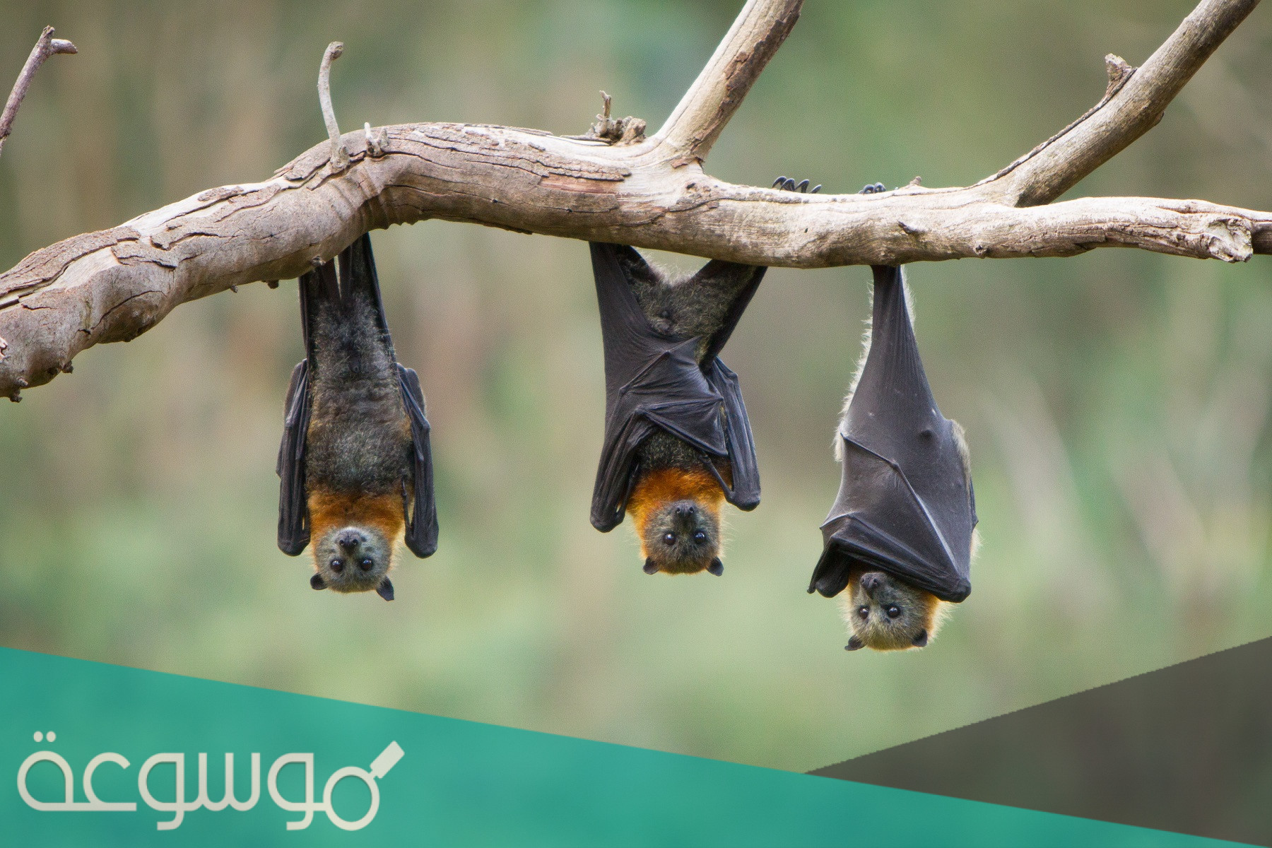 كيف يرى الخفاش في الظلام الدامس