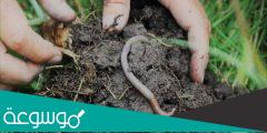 كيف يمكن التخلص من ديدان التربة