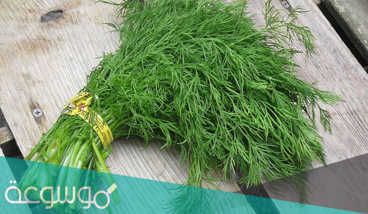 كيفية زراعة الشبت و أهم فوائده