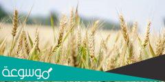 كيفية زراعة الشعير