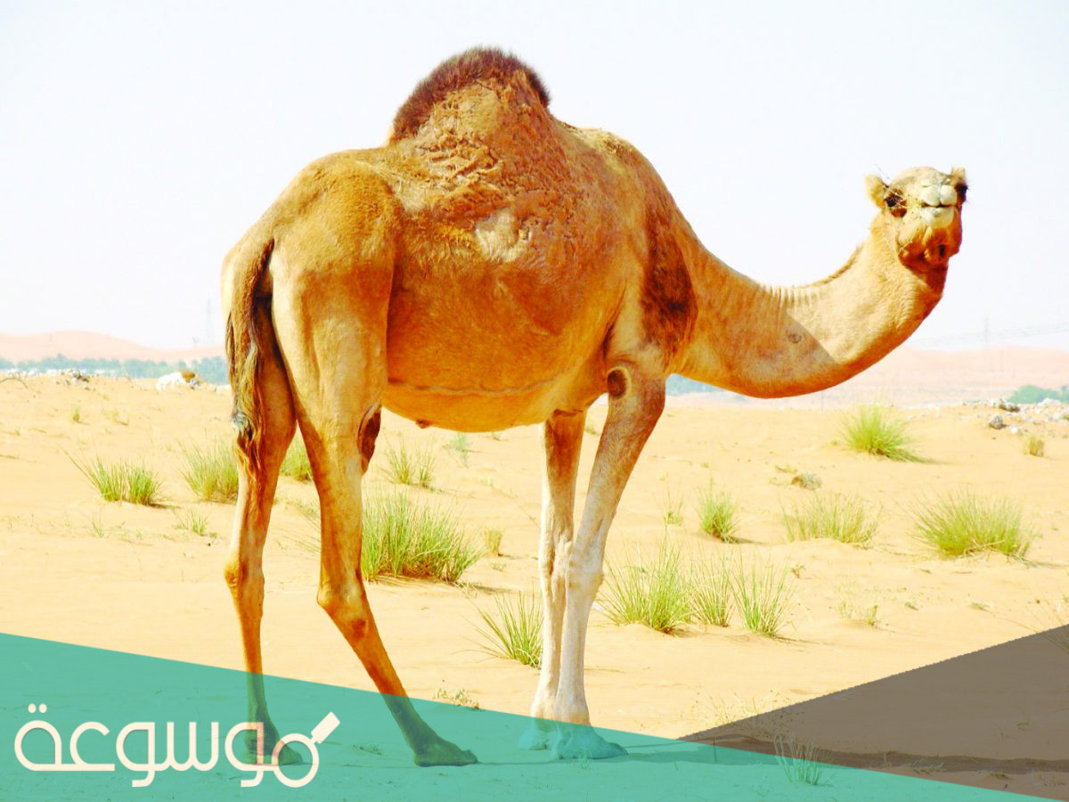 لماذا سمي الجمل سفينة الصحراء