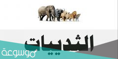 لماذا سميت الثدييات بهذا الاسم