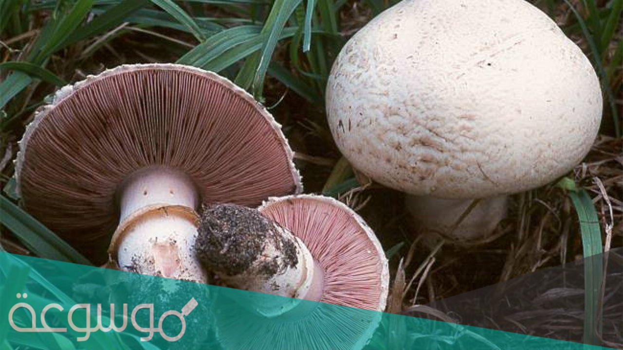 لماذا سميت الفطريات الناقصة بهذا الاسم