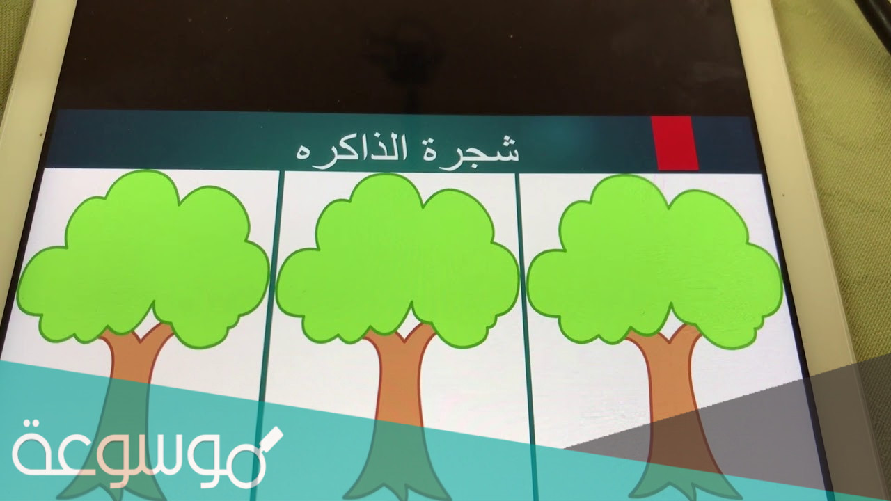 لماذا سميت شجرة الذاكرة بهذا الاسم