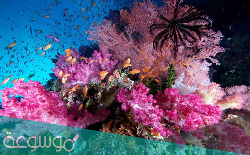 لماذا سميت معائيات الجوف بهذا الاسم