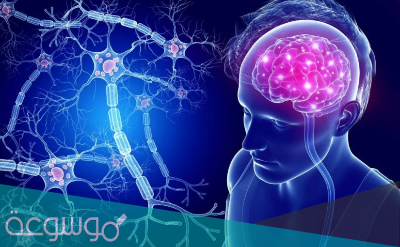 لماذا لا تنقسم الخلايا العصبية .. هل الخلايا العصبية تتطور