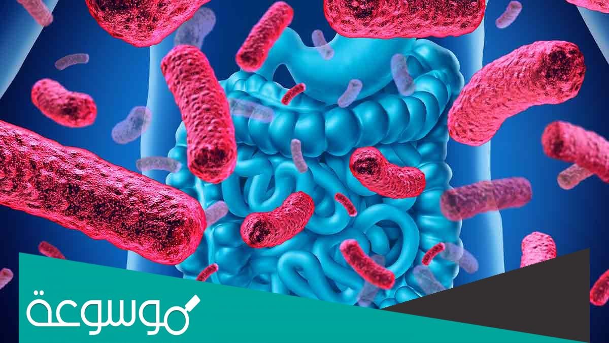 ما الفرق بين البروبيوتيك والبريبايوتكس