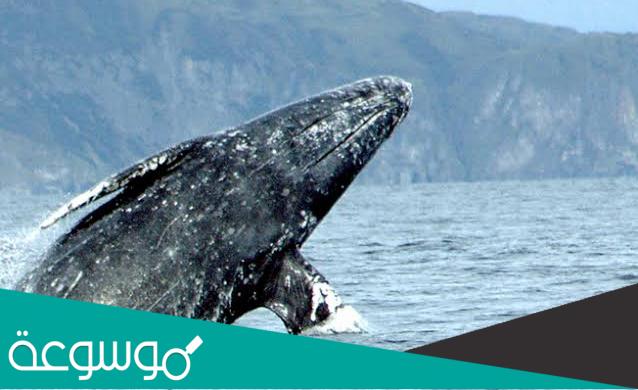 ما لا تعرفه عن حوت كوفييه ذو المنقار