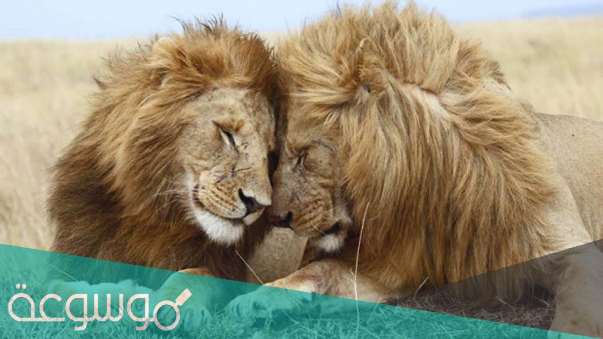 ما مدى شيوع المثلية الجنسية في الحيوانات