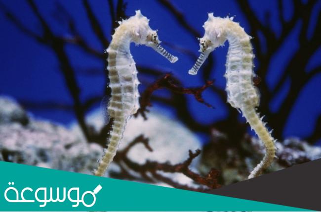 ما هو التوالد العذري وأمثلة على حيوانات تتوالد عذرياً