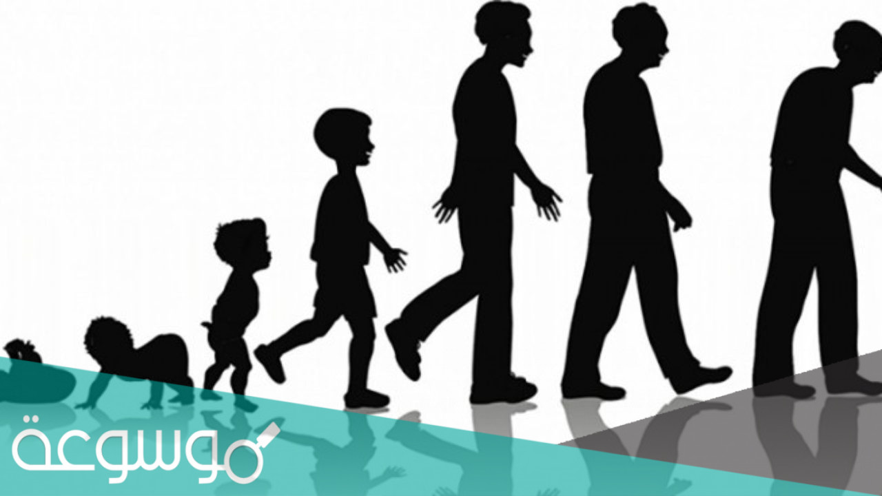 ما هو العضو الذي لا يكبر منذ ولادتك