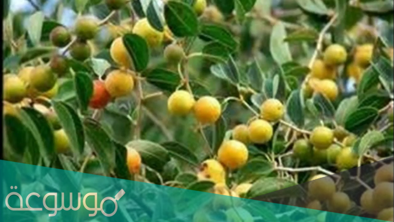 ما هو تفسير رؤية السدر في المنام