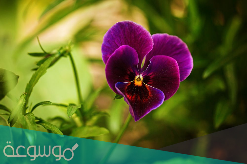 ما هو معنى زهرة الثالوث