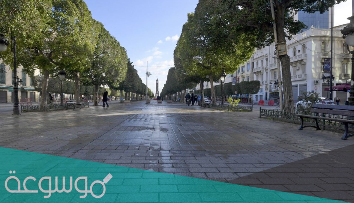 ما هو نوع اشجار شارع الحبيب بورقيبة