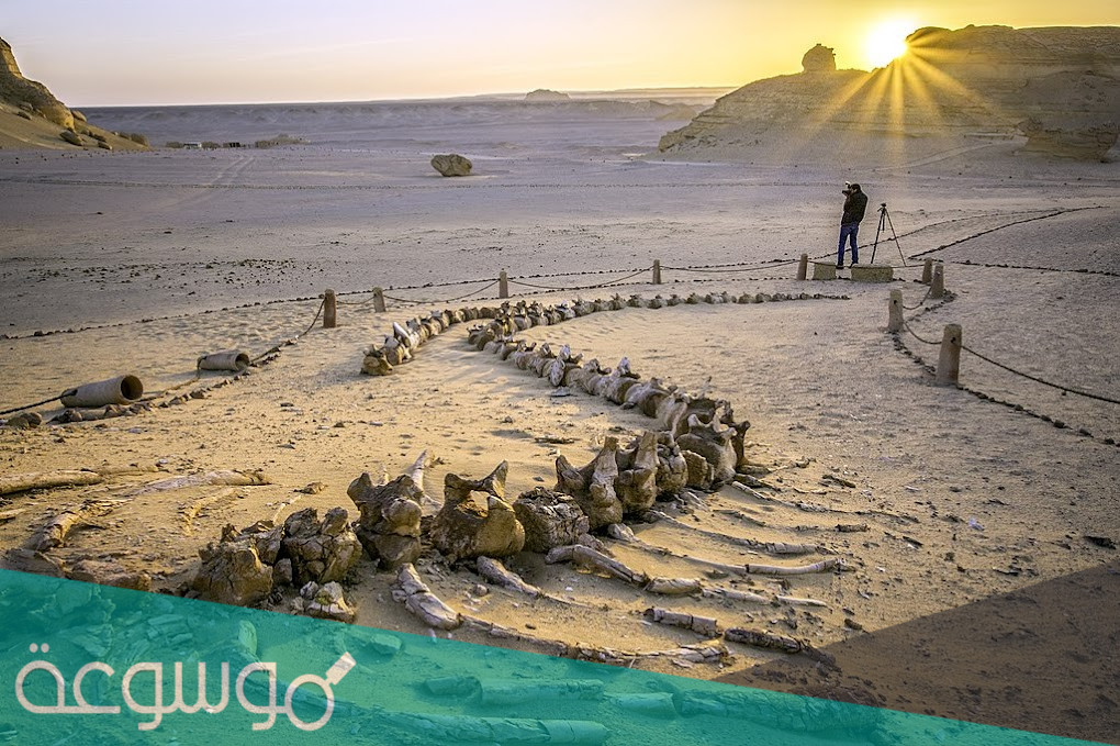 ما هو وادي الحيتان