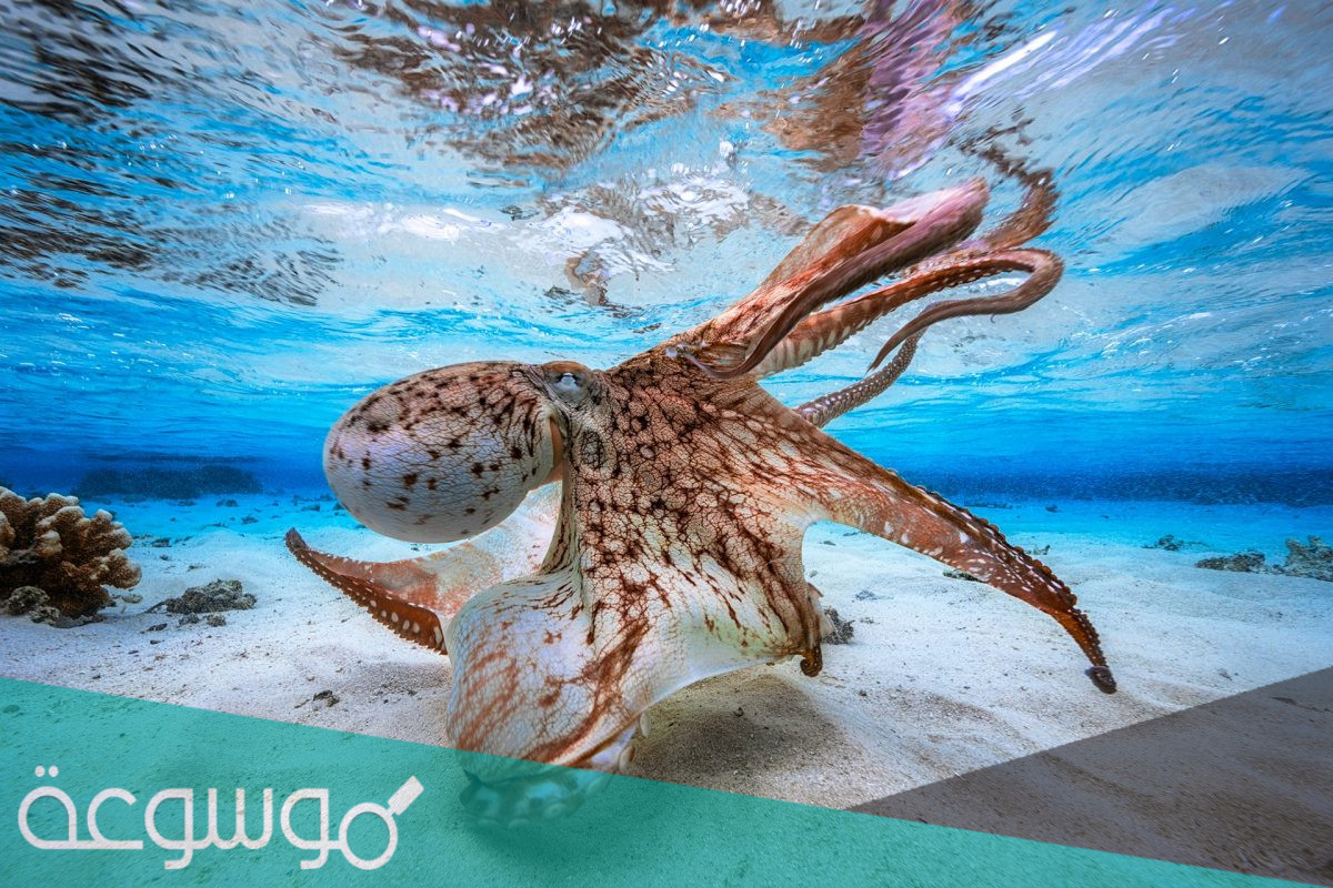 ما هي خصائص الرخويات﻿ وأنواعها وفوائدها