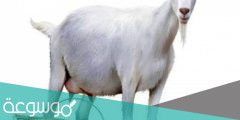 ما هي فائدة حليب الماعز