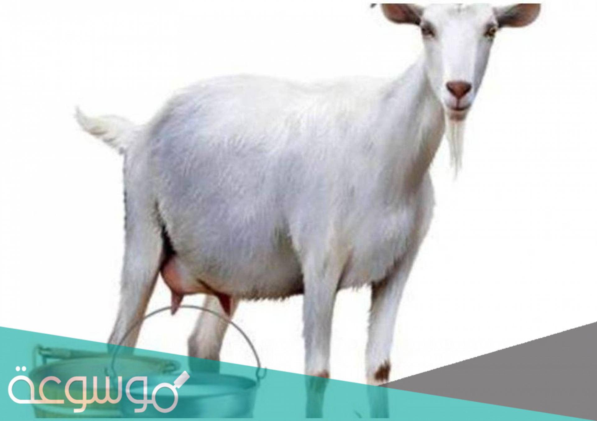 ما هي فائدة حليب الماعز