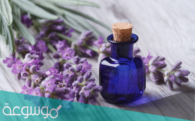 ما هي فوائد الخزامى المجفف