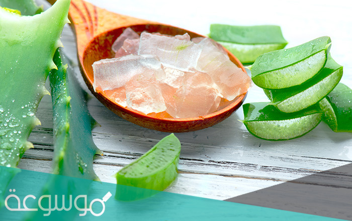 ما هي فوائد الصبار للشعر الجاف