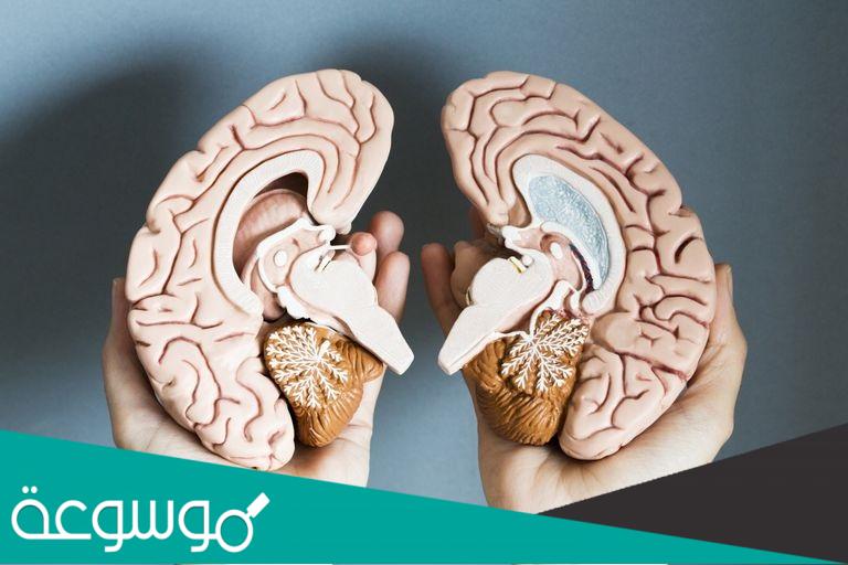 ماذا يحدث عندما يصاب النصف المخي الأيسر من الدماغ