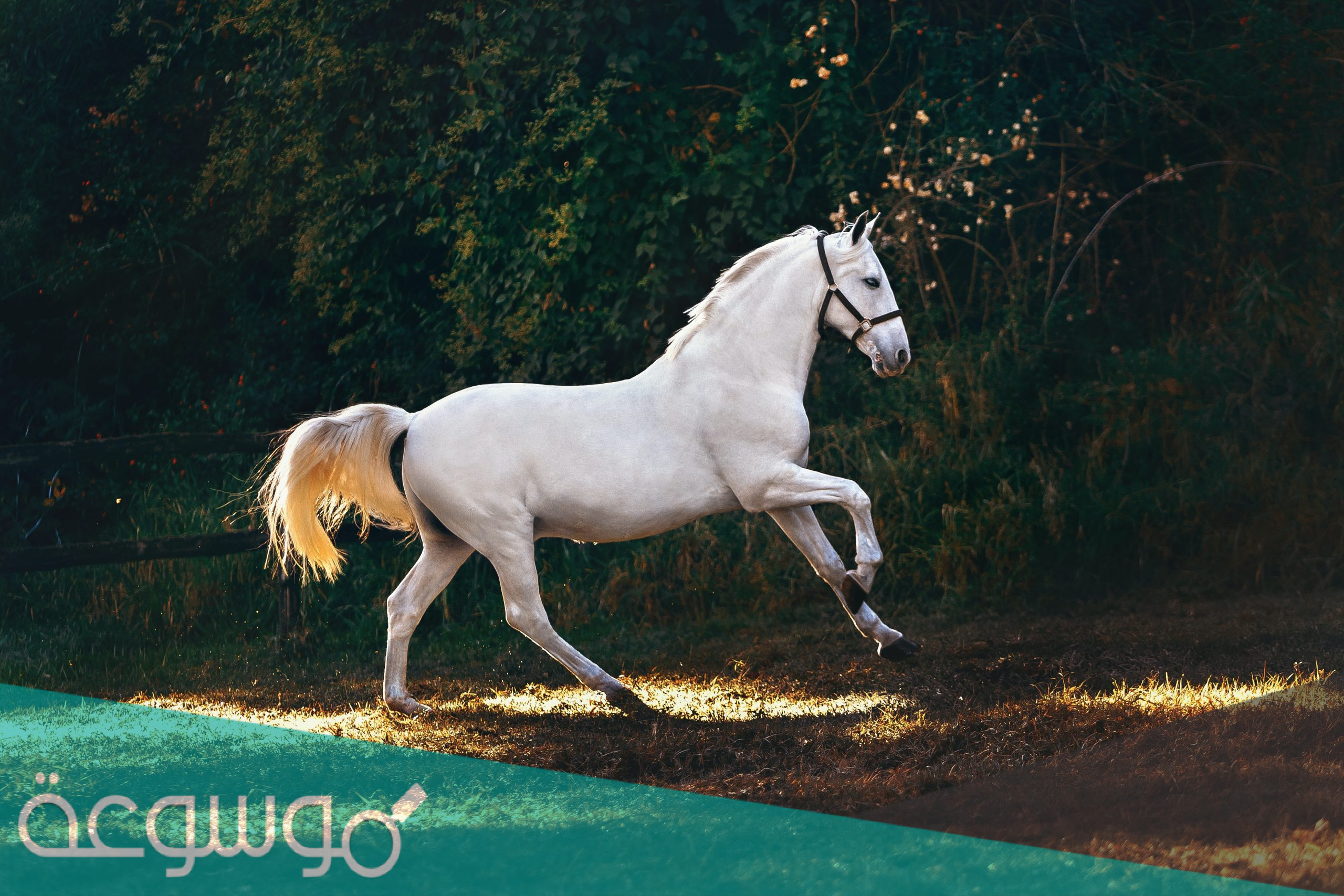 ماهو تفسير حلم الحصان الابيض ؟.. وكل المعاني المختلفة