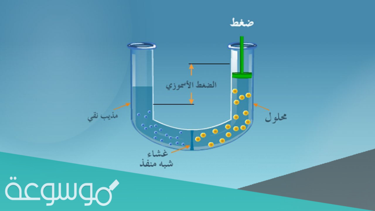 ماهي الخاصية الاسموزية (أمثلة على الخاصية الأسموزية ومفهومها )