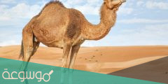 ماهي فوائد دهن الجمل ؟