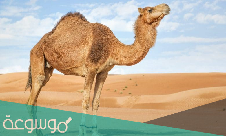 ماهي فوائد دهن الجمل ؟