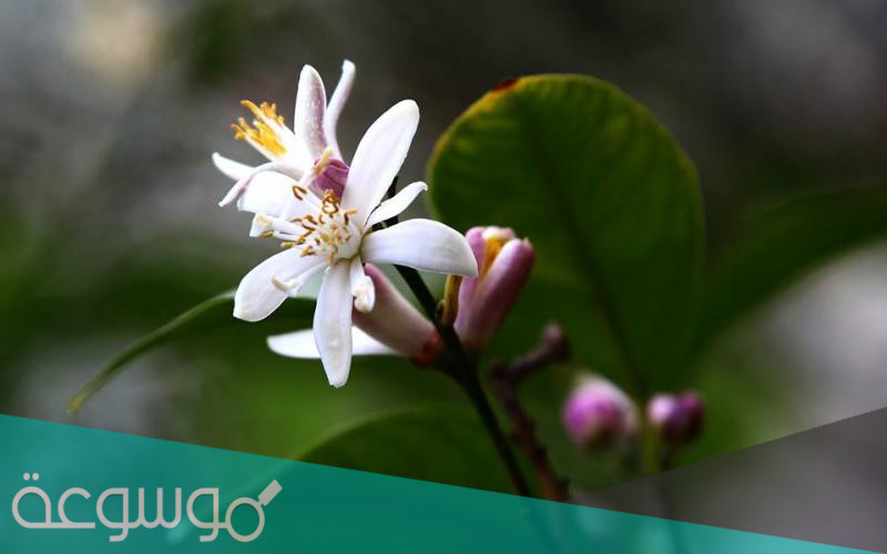 ماهي فوائد زهر الليمون ؟