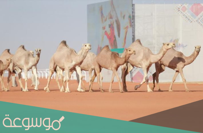 متى موعد التسجيل في مسابقة الفحل