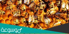 مفهوم مجتمع النحل