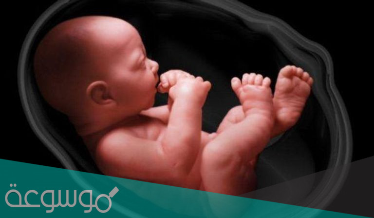 معرفة نوع الجنين من شكل الجمجمة