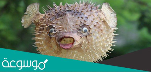 معلومات حول سمكة الفقاعة