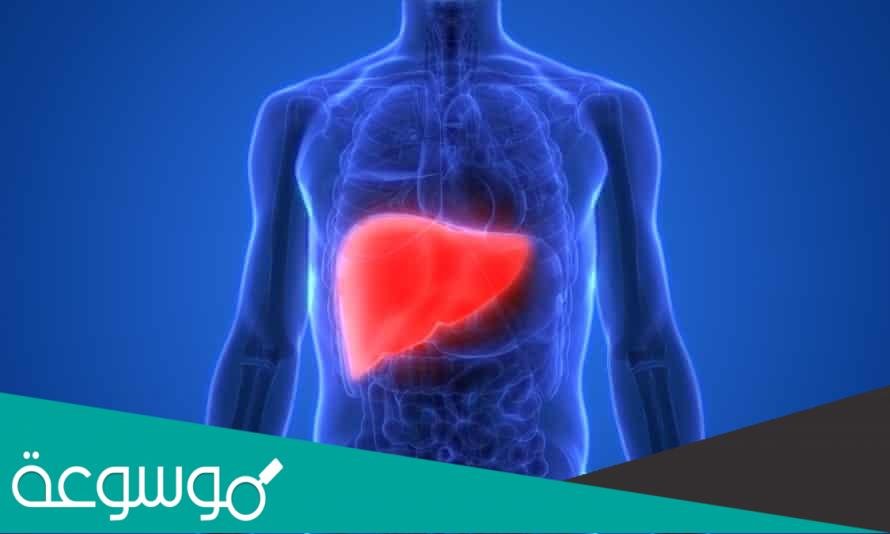 معلومات طبية عامة عن الكبد