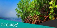 معلومات عن اشجار المانجروف