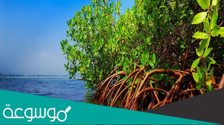 معلومات عن اشجار المانجروف