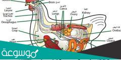 معلومات عن التشريح الخارجي والداخلي للطيور