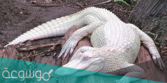 معلومات عن التمساح الأبيض ” White alligator “