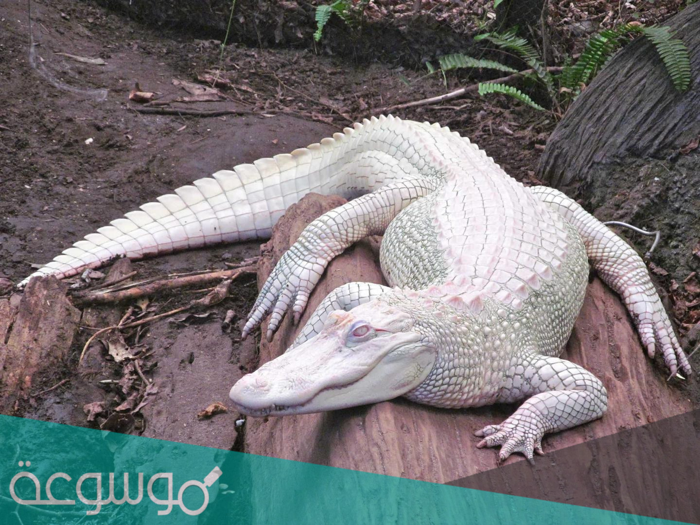 معلومات عن التمساح الأبيض ” White alligator “