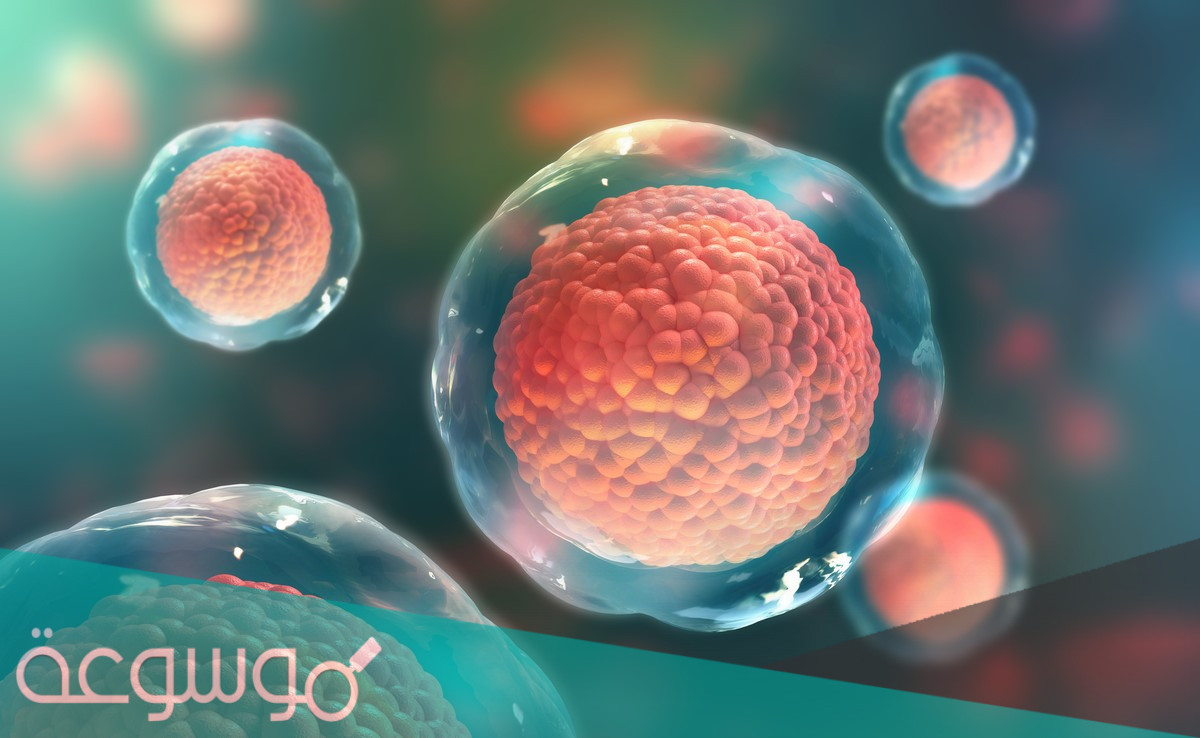 معلومات عن الخلايا الاسكلرنشيمية