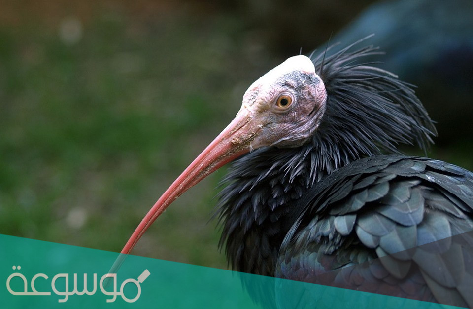 معلومات عن الطائر أبو منجل