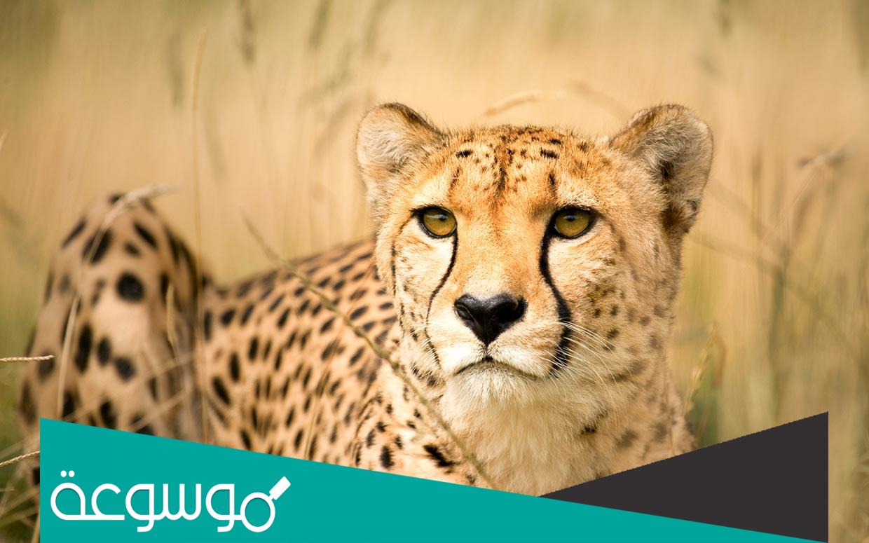 معلومات عن النمر الصياد الفهد الصياد