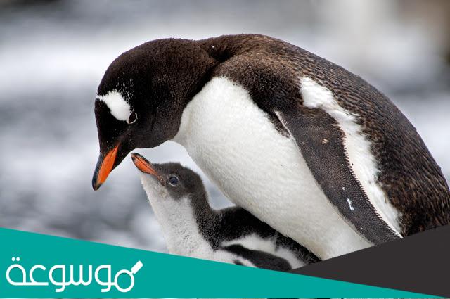 معلومات عن بطريق جنتو