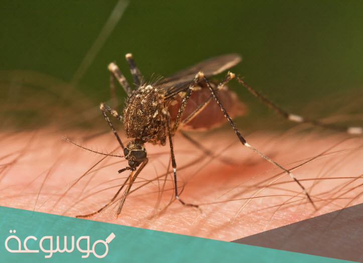 معلومات عن بعوضة الأنوفيليس