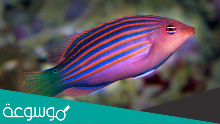 معلومات عن سمك اللبروس