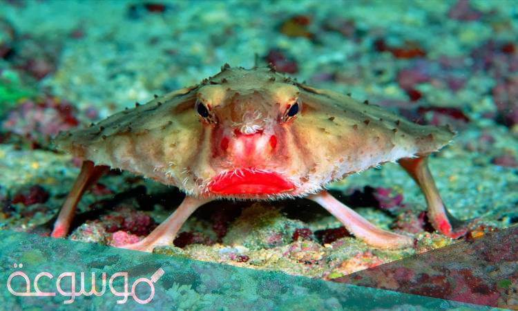 معلومات عن سمكة الخفاش ذات الشفاه الحمراء