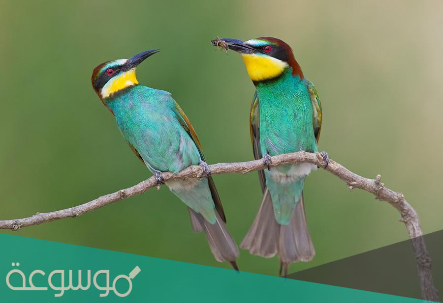 معلومات عن طائر مرشد العسل